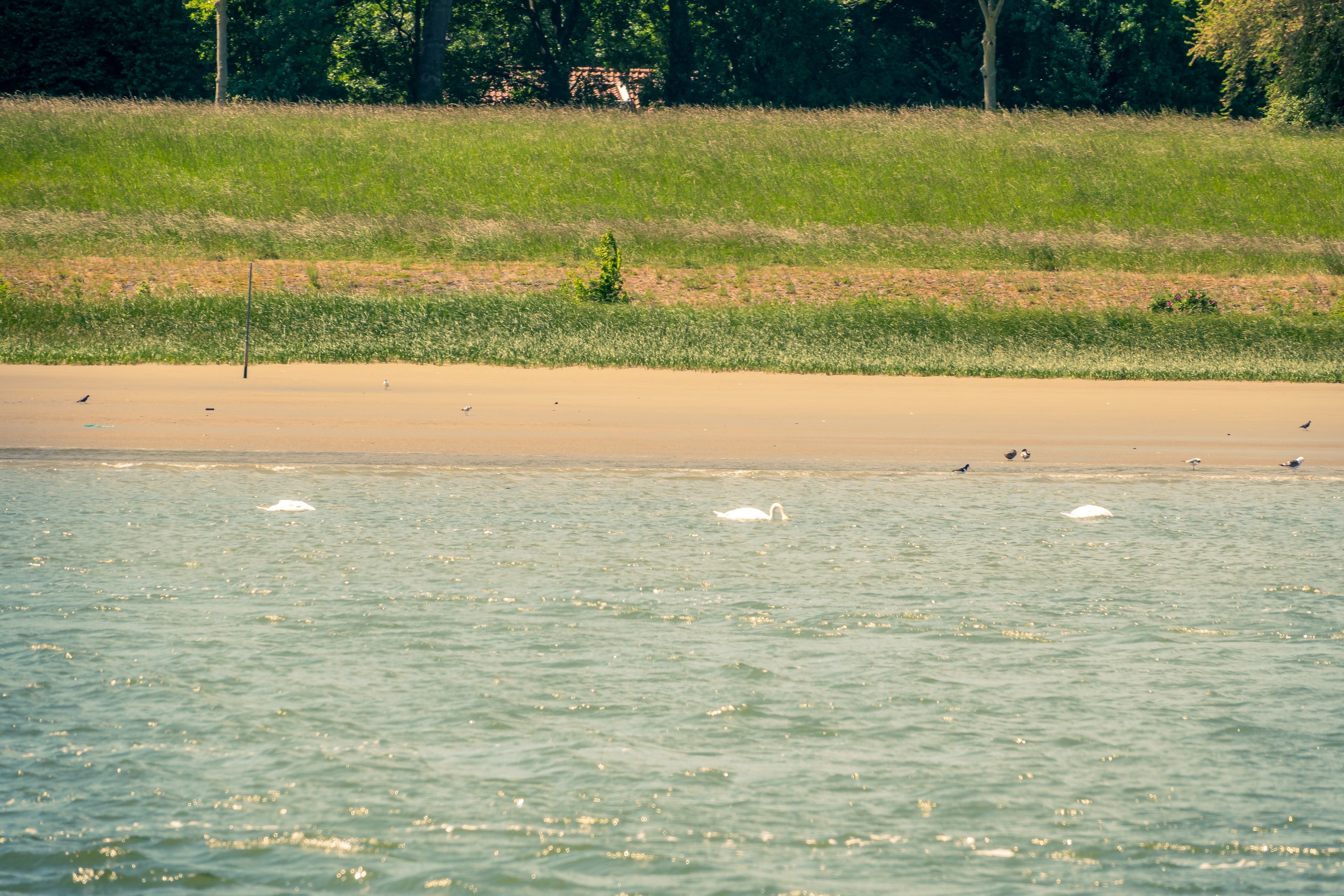 20250517   Maassluis Ahoi   044